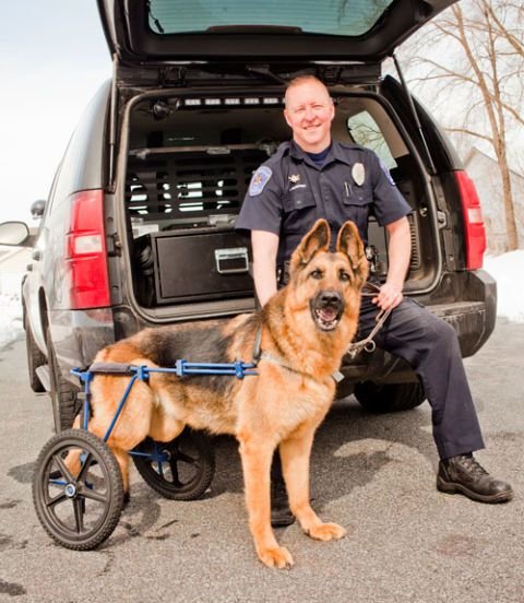 Finn's Law. Injured police dog
