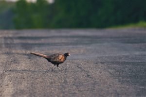 Pheasant, road pheasant road deaths