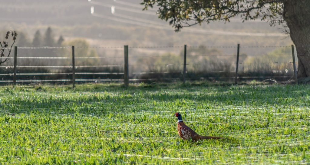 Pheasant in countryside