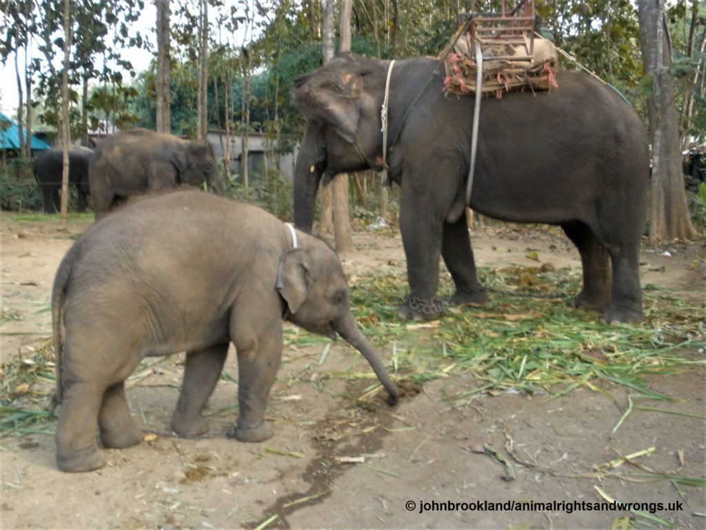 elephant, cruelty to elephants, tourism, animalrightsandwrongs.uk