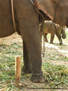 elephant, cruelty to elephants, chained elephant, animalrightsandwrongs.uk