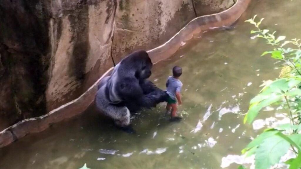 Harambe gorilla with child in moat Cincinnati zoo