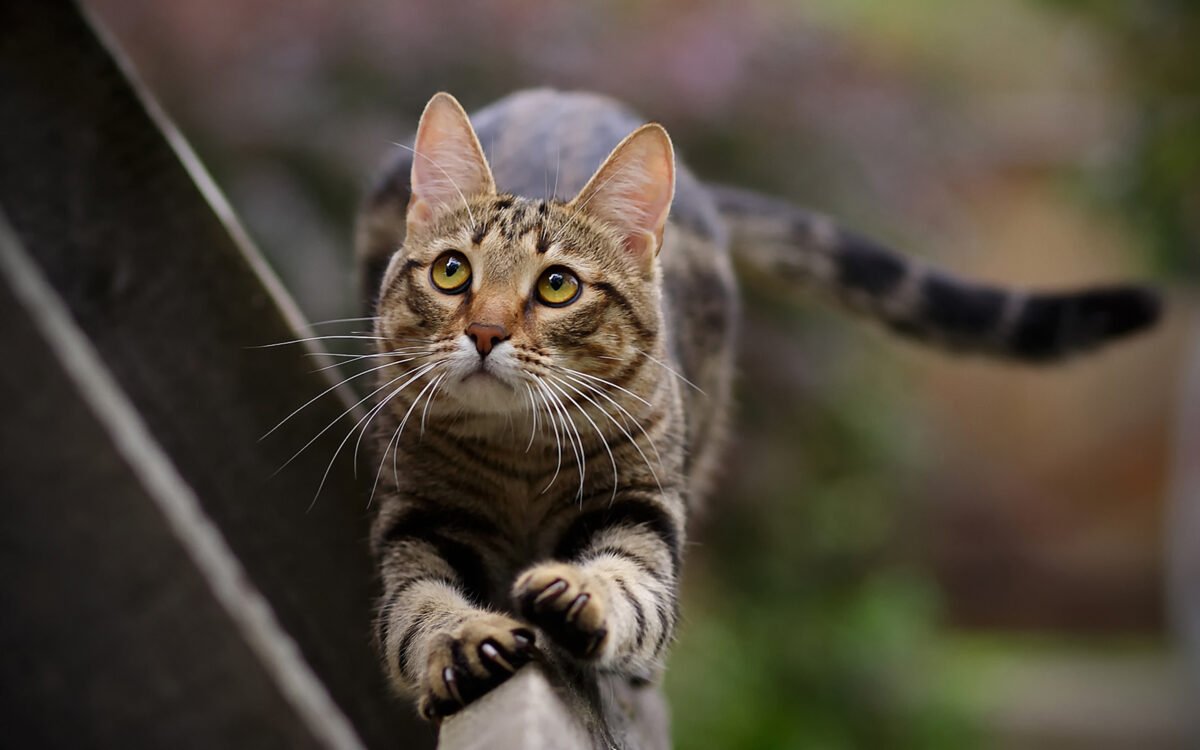 Why the U.S. veterinary profession is happy to declaw cats.