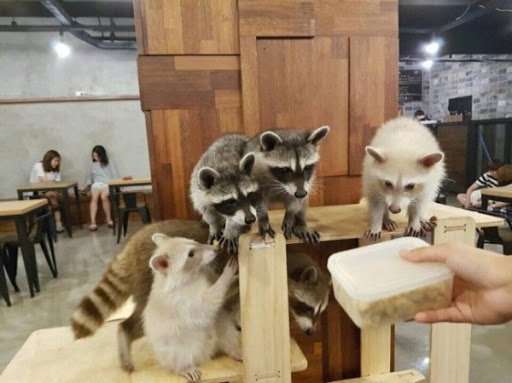 Animal cafe with racoons