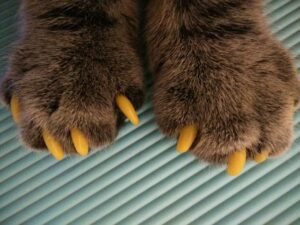 Cat claw covers, crulty to cats, cosmetic surgery on cats