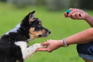 Dog clicker training v Dog Daddy methods