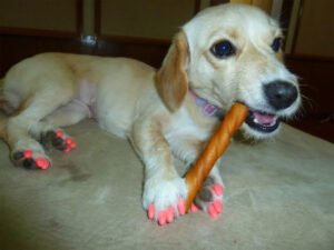 dog painted claws, fad painting dog claws