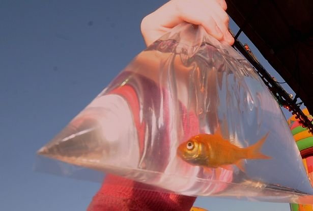 Goldfish eating, social media and Neknominate