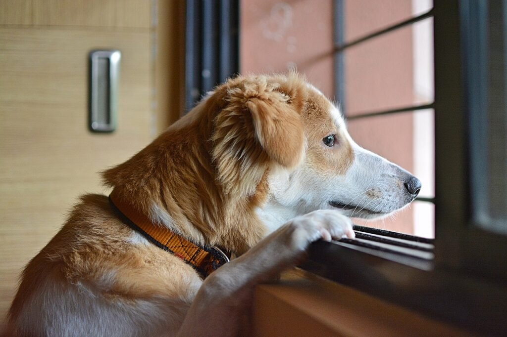dog looking longingly out of window