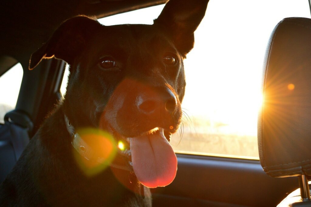 Dog, car, sun, heatstroke, dog cruelty