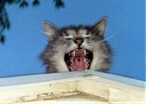 cat on roof, trapped animals