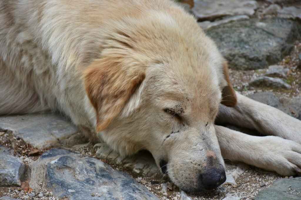 dog alseep on paving stones
