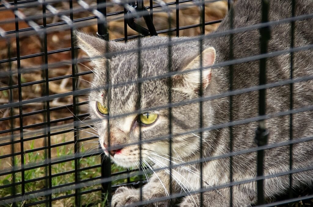Cat trapping, feral cats, feral cat colonies