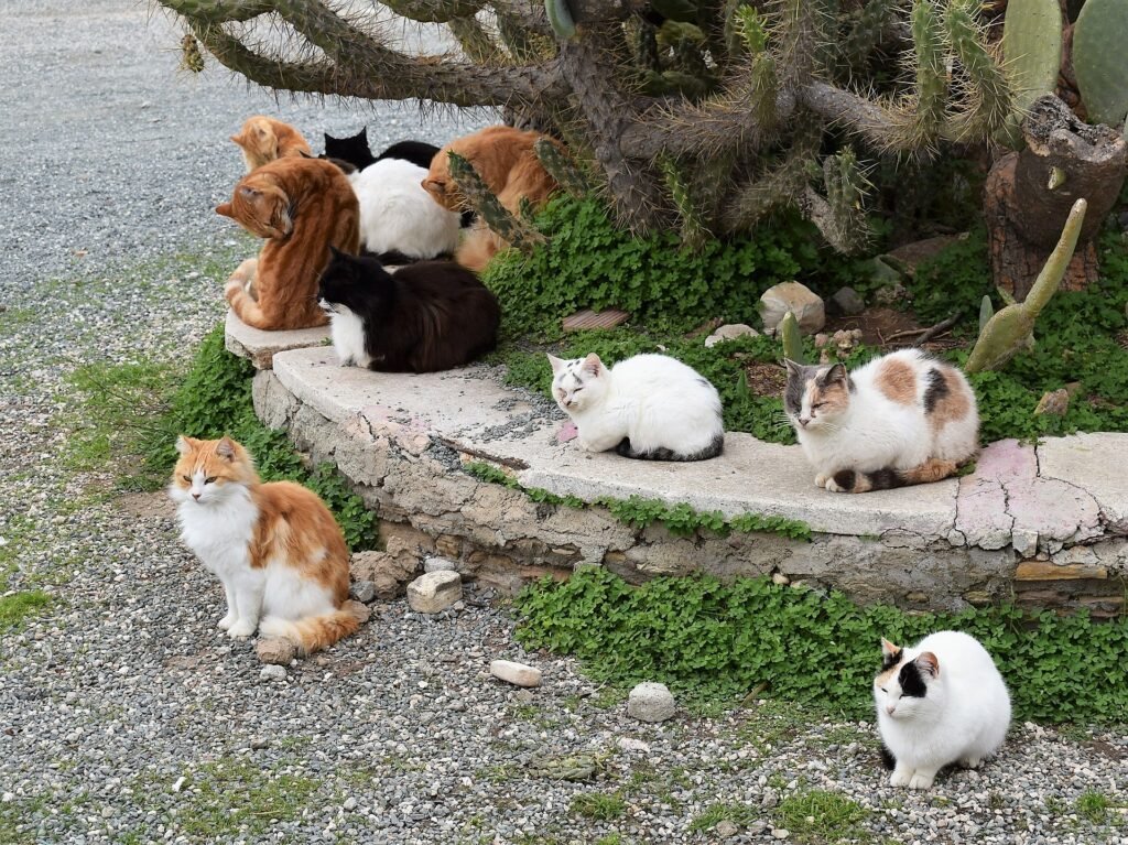 Feral cat colony, cruelty to cats, TNR