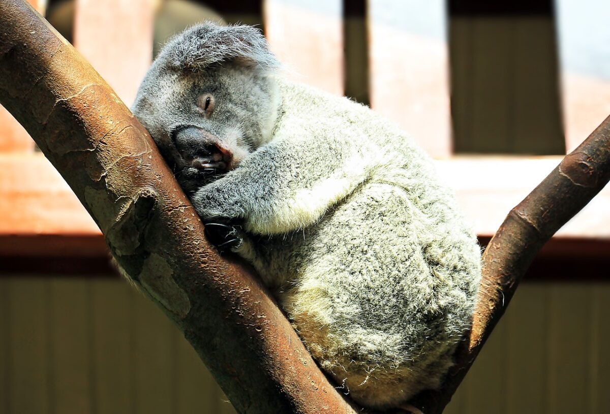 Longleat criticised for importing koalas for money-making.