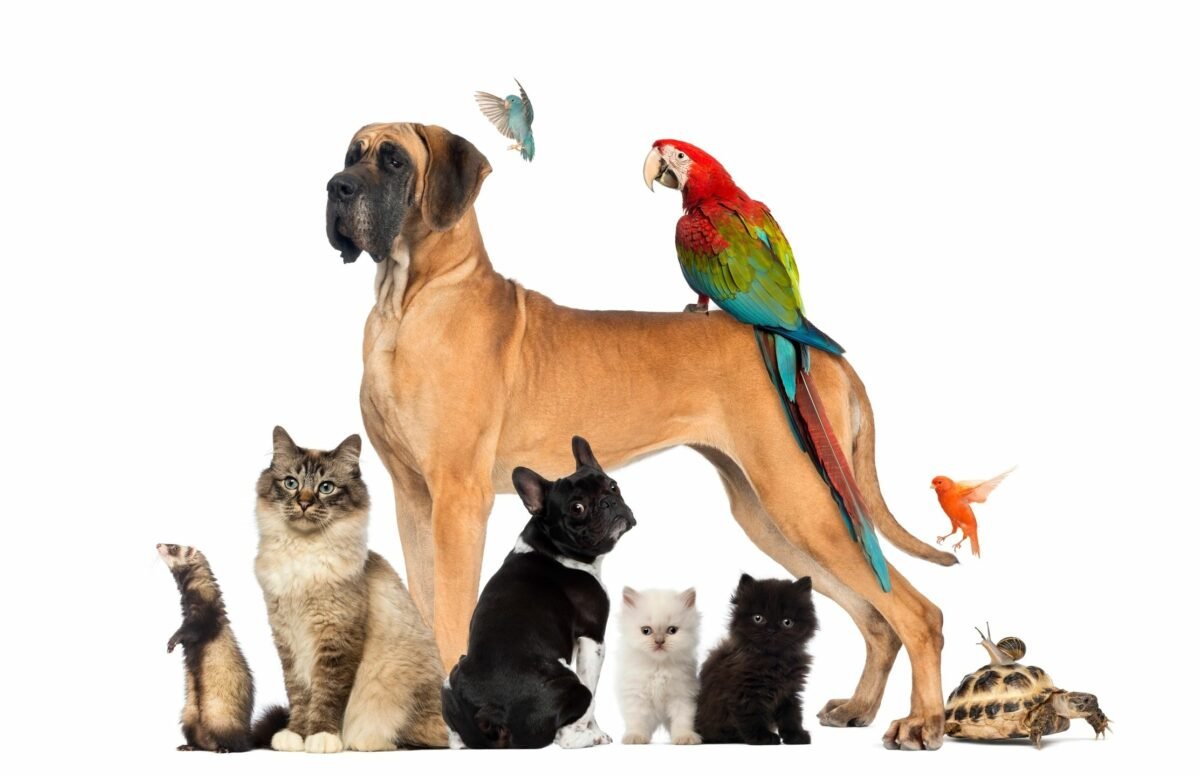 What is the definition of a suitable pet?