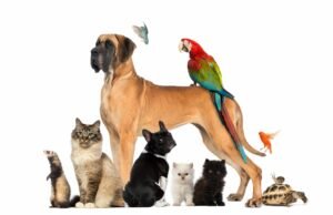 pet ownership, exotic pets, what is a suitable pet