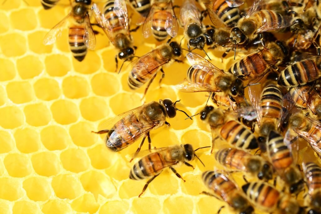 we view bees as helpful