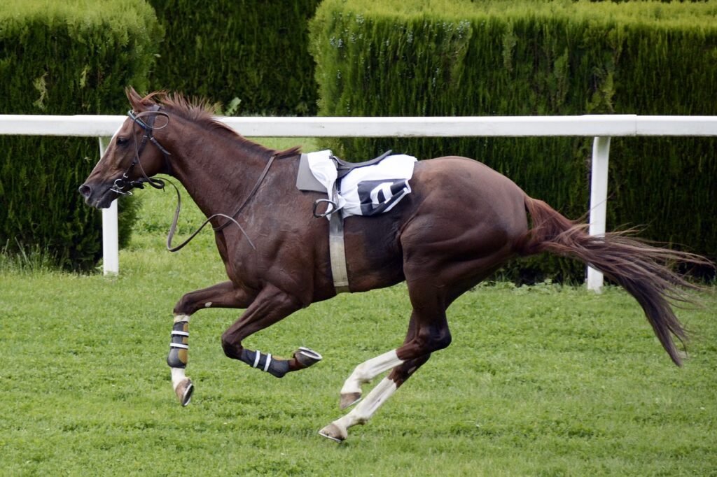 Riderless race horse