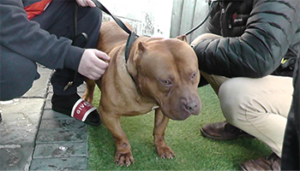 Dog with cropped ears