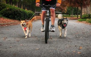 cyclist pulling dogs