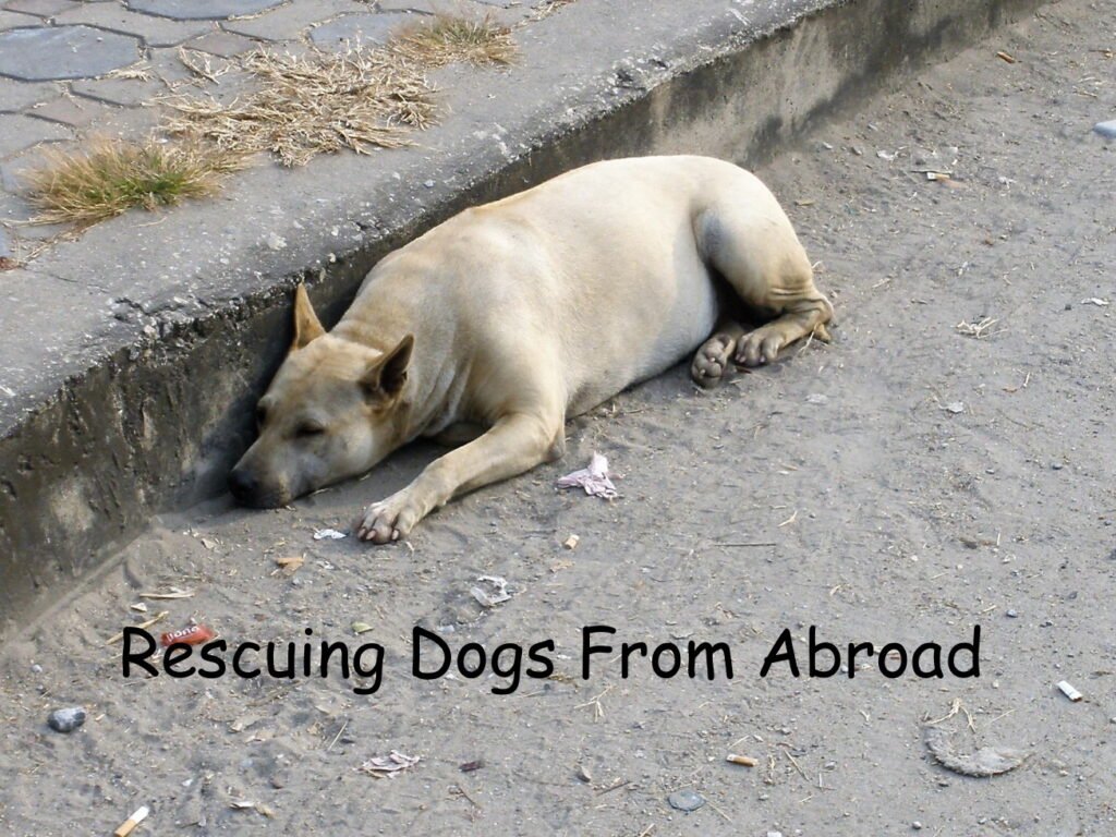 Rescuing dogs from abroad