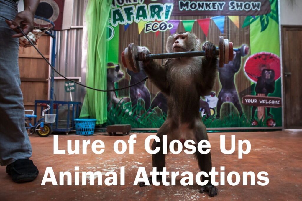 social media, cruel animal attractions