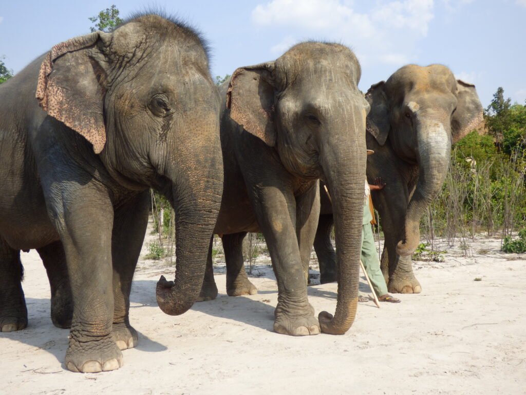 Kulen Forest elephants