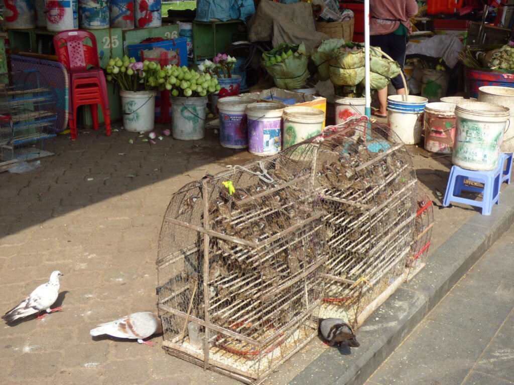 Cambodia bird market, merit releasing