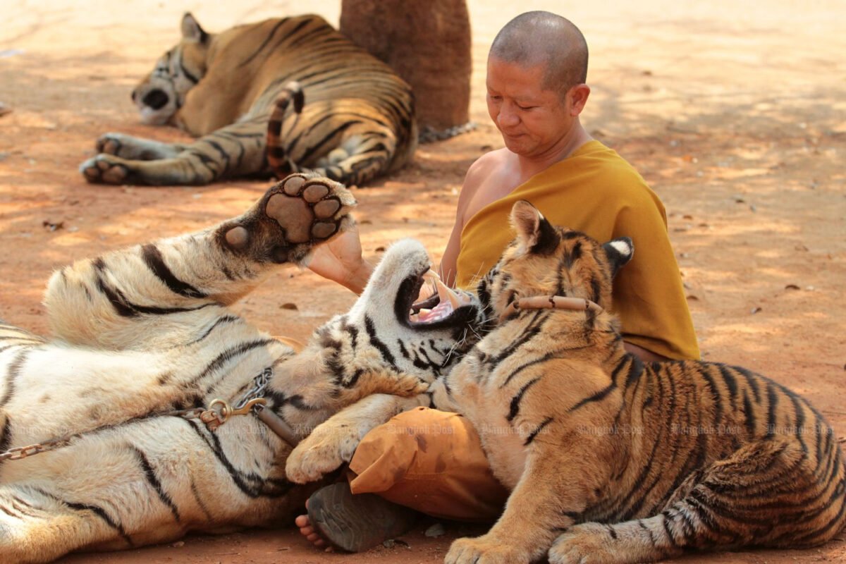 Buddhism, monks and mixed messages on animal compassion.
