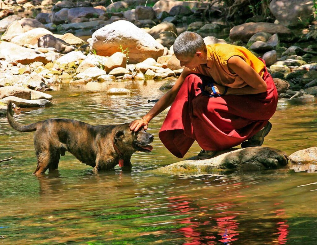 Buddhism and animal welfare,