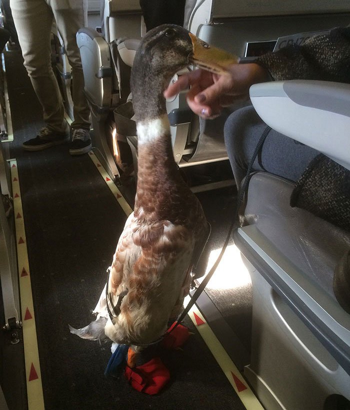 pet duck on aircraft