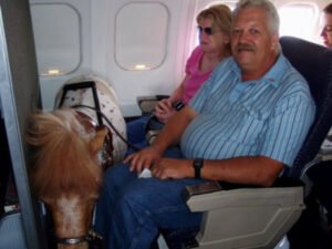 Emotional Support Animals ESA