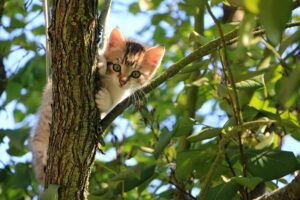 Kitten up tree