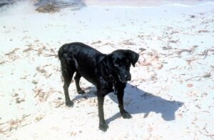 Bahams Humane Society, Condor, dog