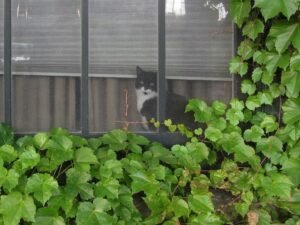 Indoor cat at window
