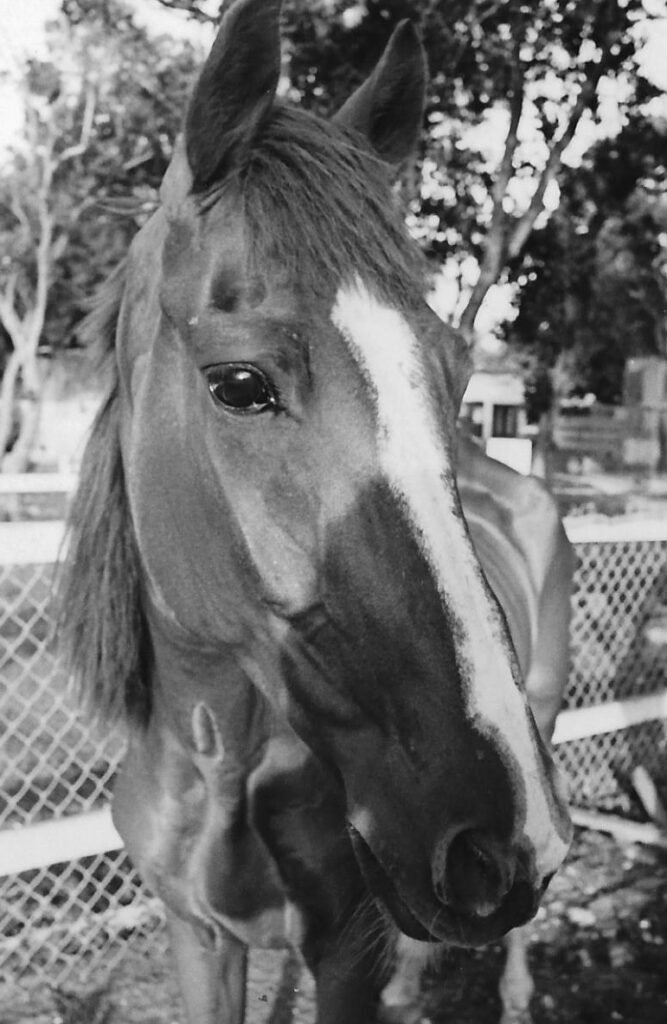 Headshot of Last Hope racehorse
