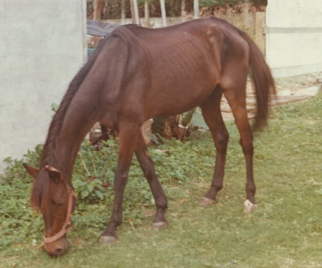 Starving race horse