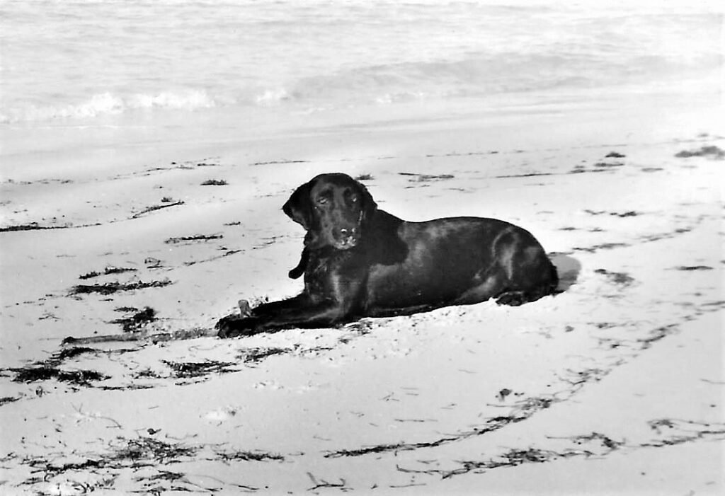 Condor the black Labrador lying on the beach