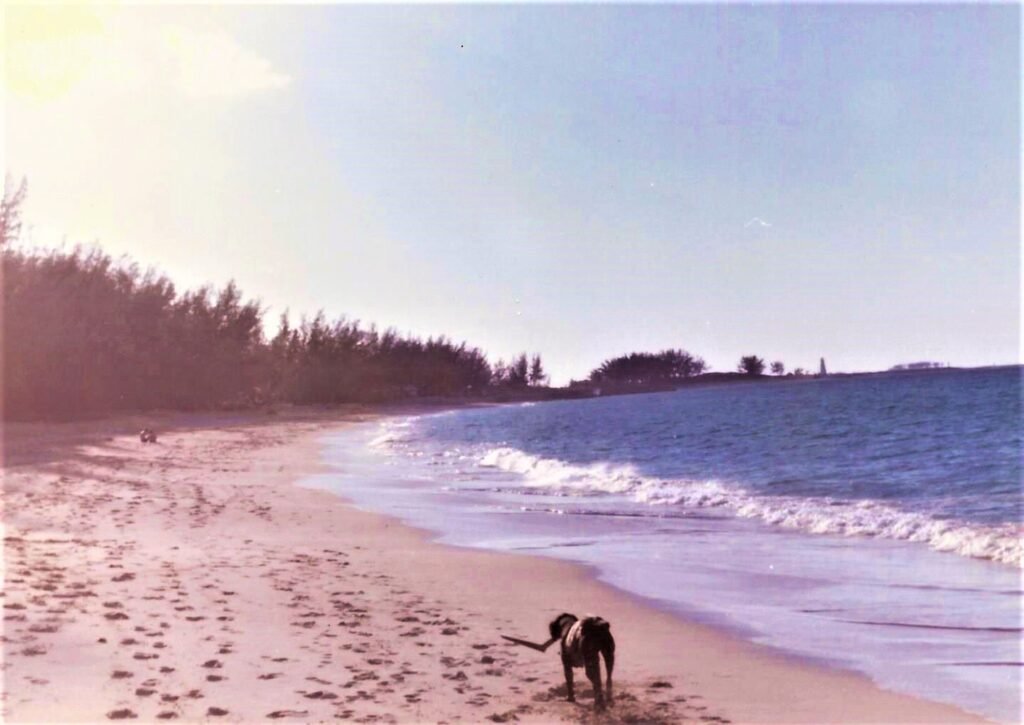 Condor a black Labrador dog walking along Paradise Island beach, Nassau in 1976 carrying a piece of driftwood.