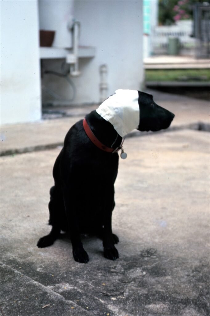 Black dog with bandaged ears