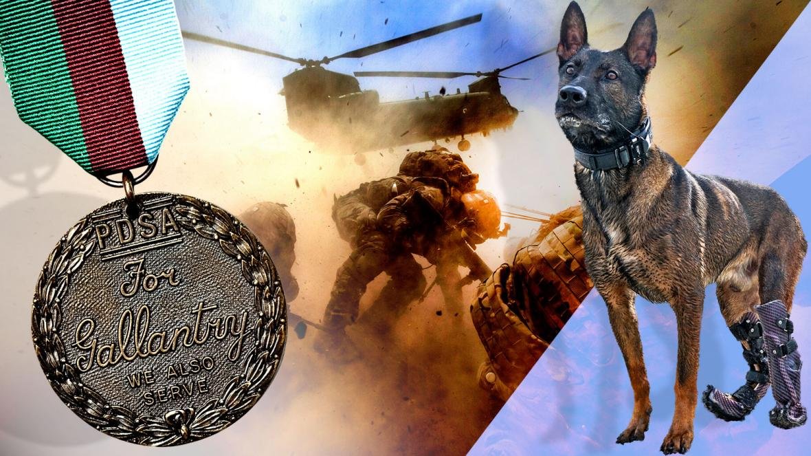 Kuno miliatry dog and Dickens Medal for bravery