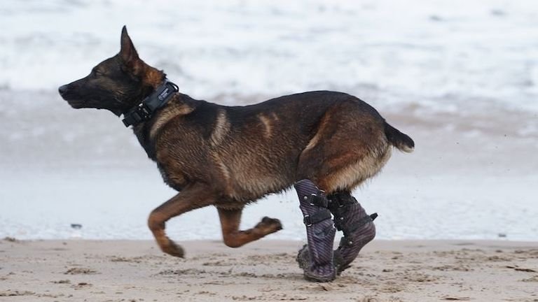 Kuno military dog injured in Afghanistan