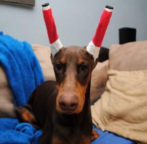 Doberman ear cropping splinted ears
