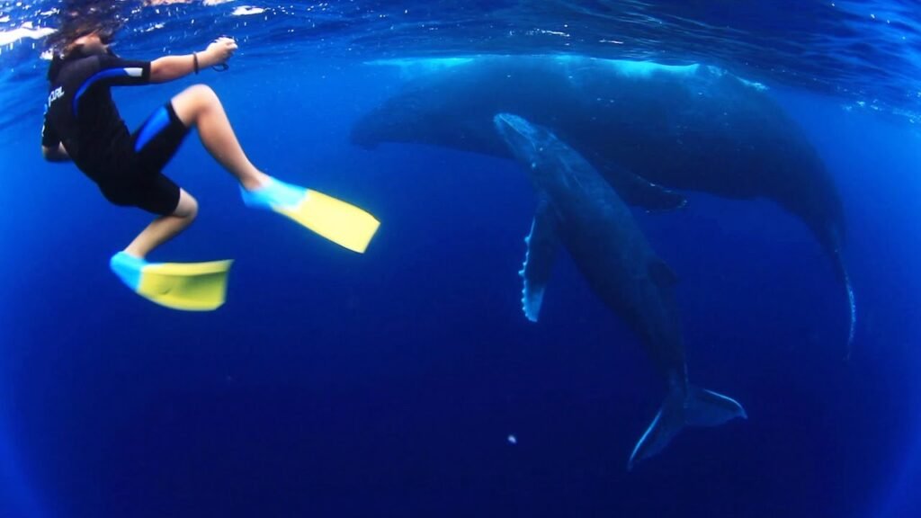 Child swimming with humpback whale