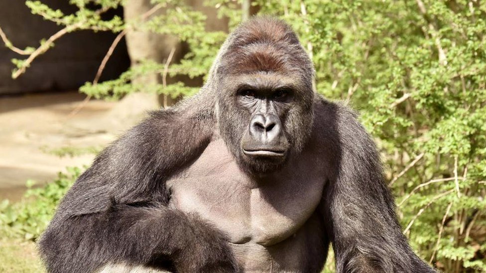 Hrambe the gorilla shot at Cincinnati zoo 2016