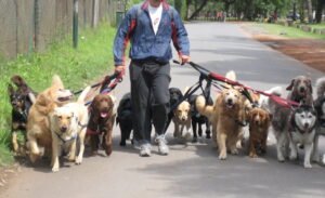 dog walker with pack of dogs