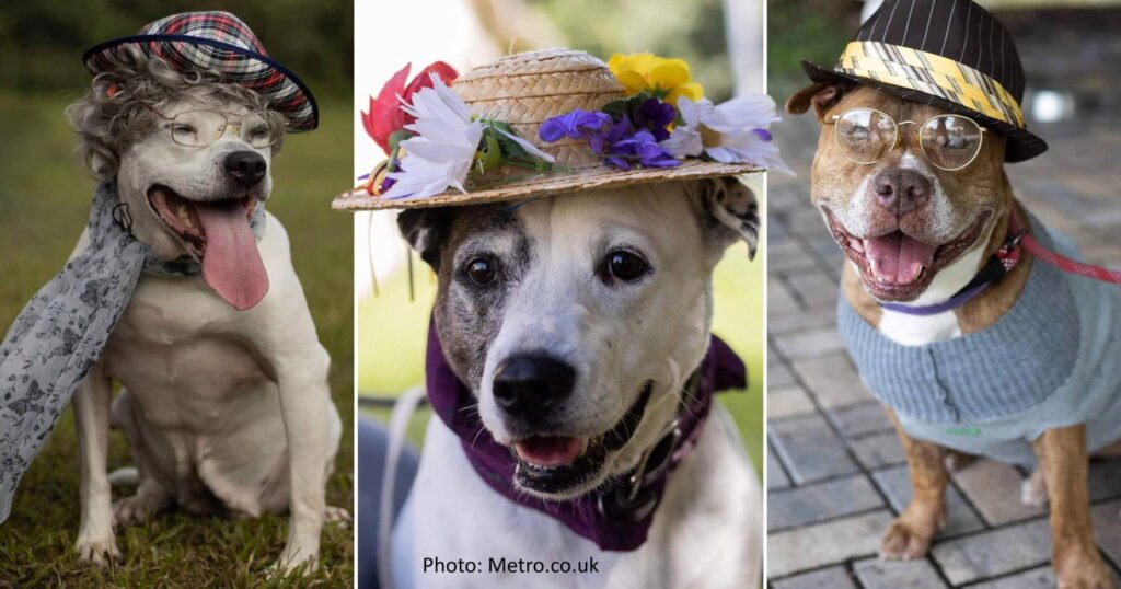 dressing up dogs animal rights