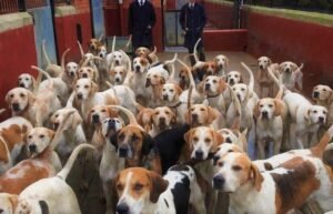 Fox hunts Hound pack