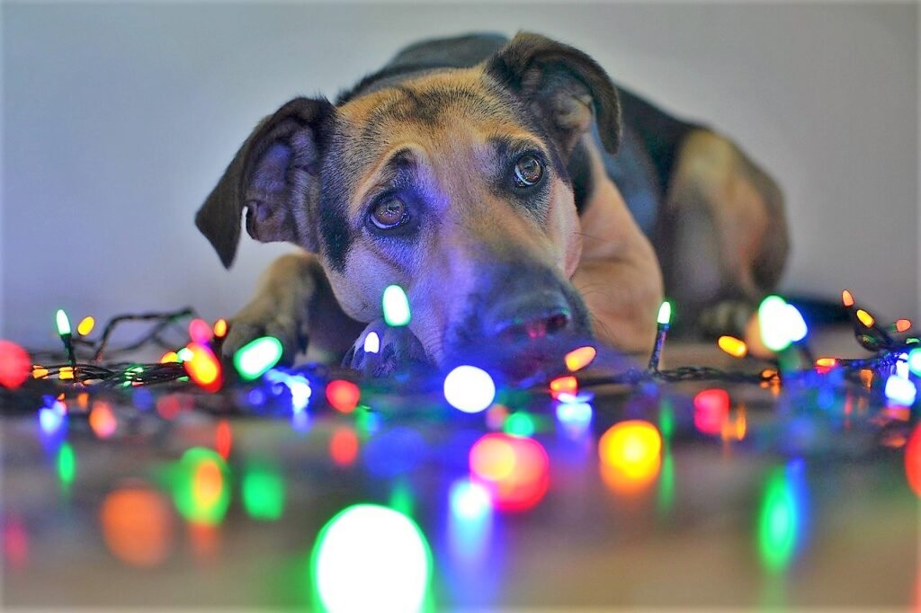 Dog Christmas lights